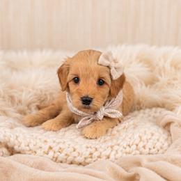 Honey - Apricot female Maltipoo puppy in St. George, Utah from Winchester Hills Poodles and Doodles