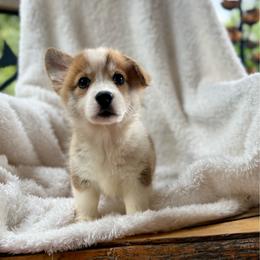 Paddy - Red female Pembroke Welsh Corgi puppy in Inola, Oklahoma from Pine Lane Pembrokes