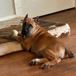 Hot Pink - Fawn female Cane Corso puppy in Paris, Texas from Knucklehead Cane Corso
