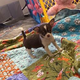 Valentine 4,300 - Chocolate and white male Chihuahua puppy in Summerfield, Florida from Uey’s Chihuahuas