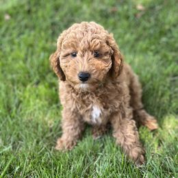 Boy 2 - Red  Goldendoodle puppy in Rancho Cucamonga, California from Rylaarsdam Doodles