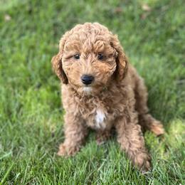Boy 2 - Red  Goldendoodle puppy in Rancho Cucamonga, California from Rylaarsdam Doodles