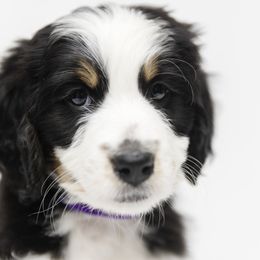"Past multigen Bernedoodle puppy" Bernedoodle, Bernese Mountain Dog, and Sheepadoodle Puppies from VonDoodles Bernedoodles & Sheepadoodles