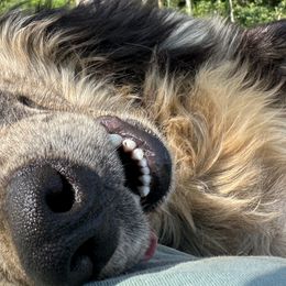 Australian Shepherds and Dachshunds from Lakeway Farms