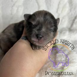 AKC BAJA BLAST - Blue merle male Pomeranian puppy in Watkins Glen, New York from Wicked Spirits Pomeranians