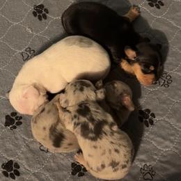 Dachshund puppies from Seven Hills Arkansas