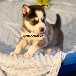 Pomsky Puppies from 916 Pomskies