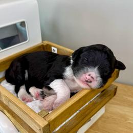 Merry-Go-Baa - Black and white female Sheepadoodle puppy in Adams, Nebraska from Boxcar Doodles and Poodles