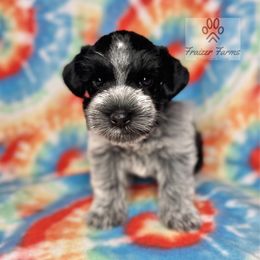 Gigi - Parti female Miniature Schnauzer puppy in Happyland, Oklahoma from Fraizer Farms