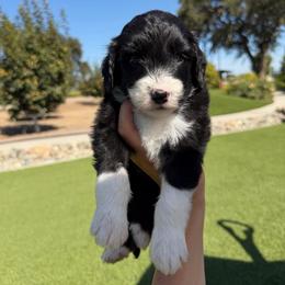 Carrie - Black and white female Bernedoodle puppy in Yuba City, California from Ranch House Doodles