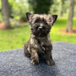 Nova - Brindle female Cairn Terrier puppy in Mountain Grove, Missouri from CreekTop