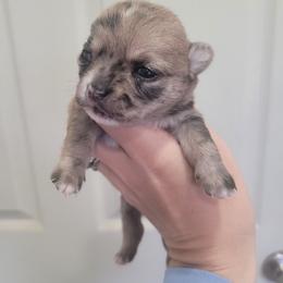 Boy 1 - Merle male Chihuahua puppy in Warsaw, Virginia from B&D Chihuahuas