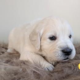 Yellow Collar - Light golden male Golden Retriever puppy in Rotterdam, New York from Sweetwater Goldens