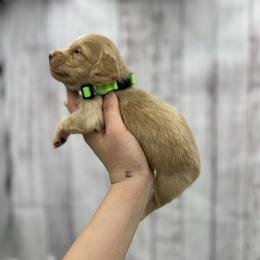Cheddar - Cream male Dachshund puppy in Nashville, Arkansas from Cuddles n Curls