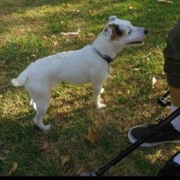 Ace - Parson Russell Terrier