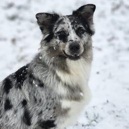 Rowan - Australian Shepherd