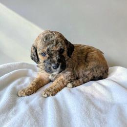 Monopoly - Sable male Cavapoo puppy in Sparta, Missouri from Sis' Doodles & Poodles