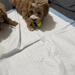 Bernedoodle, Cavapoo, Goldendoodle, Miniature Schnauzer, and Poodle Puppies from Alyssa Xxweetdoodles