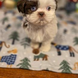 Poodle, Shichon, Shihpoo, Shih Tzu, and Shorkie Puppies from Ever After Tails