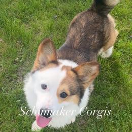 Gunner - Pembroke Welsh Corgi