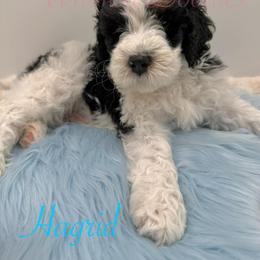Bernedoodle Puppies from Whimsy Doodles
