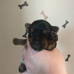 D'Angelo - Black and tan male Yorkshire Terrier puppy in Beavercreek, Ohio from The Yorkie Den, LLC