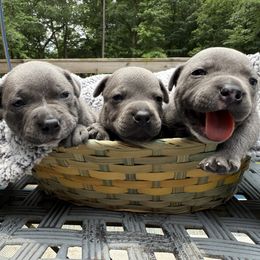 Staffordshire Bull Terrier puppies from WEAT Pack