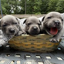 Staffordshire Bull Terrier puppies from WEAT Pack
