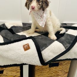 Abigail - Merle Labradoodle puppy in West Haven, Utah from Lucy’s Labradoodles