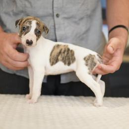 Sassy - White and fawn brindle female Whippet puppy in Atlanta, Georgia from Sinaj