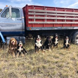 Bernedoodles and Bernese Mountain Dogs from Montana Berners
