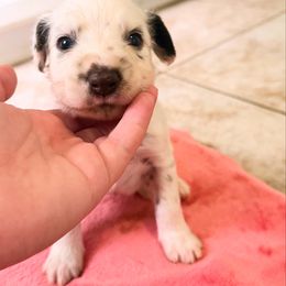 Trooper - White and liver brown male Dalmatian puppy in Kentucky from A’s Spots & Dots Dalmatians