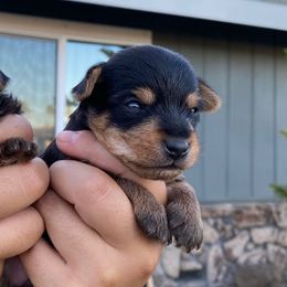 Boy 4 - Black and tan male Yorkshire Terrier puppy in Ceres, California from Mr.Yorkie