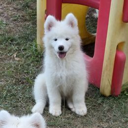 Purple girl - White female Samoyed puppy in Elwell, Michigan from Limelight Samoyeds