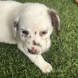 Mocha - LUA - long coat - White and liver brown female Dalmatian puppy in Sedalia, Missouri from Missouri Dalmatians