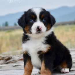BTF-3 - Black tri female Miniature American Shepherd puppy in Baker City, Oregon from Back Country Aussies