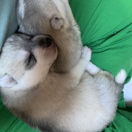 Siberian Husky Puppies from Sassenach Siberians