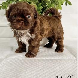Shih Tzu Puppies from Corinna Reyna