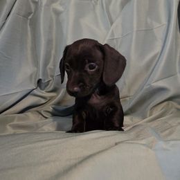 Dachshund Puppies from RR Kennels