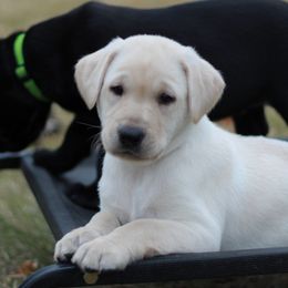 Australian Shepherd and Labrador Retriever Puppies from Wheatland Dog Center