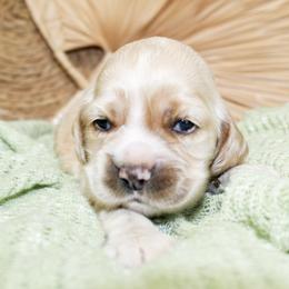 Eliza - Buff female Cocker Spaniel puppy in Rattan, Oklahoma from Double M Cocker Spaniels