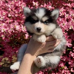 Pomsky Puppies from Dollhouse Pomskies