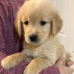 Brandy - Golden female Golden Retriever puppy in Seville, Ohio from Retriever Ranch