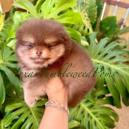Grumpy - Chocolate and tan male Pomeranian puppy in Eagle Pass, Texas from Texas Tumbleweed Poms