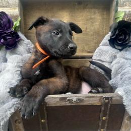 Onyx - Fawn sable male Belgian Malinois puppy in Chino, California from BlueStone K9