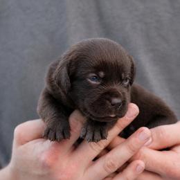 Peggy - Chocolate female Labrador Retriever puppy in Morriston, Florida from Penny Lane Labradors