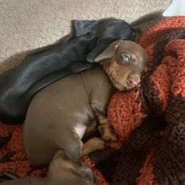 Dachshund Puppies from Howard's Hillside Farms