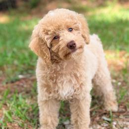 Lily - Apricot female Poodle puppy in Liberty, Texas from Poodles and Doodles Most Excellent Adventures