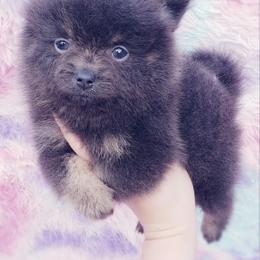 French Bulldog and Pomeranian Puppies from Purrs N Poms
