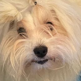 Roxie - Coton de Tulear